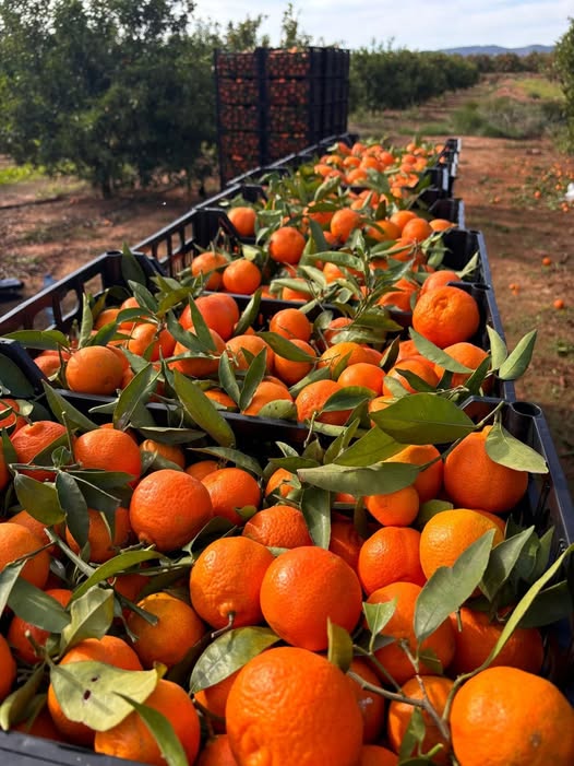 Mandariin (kastiga) - Image 2